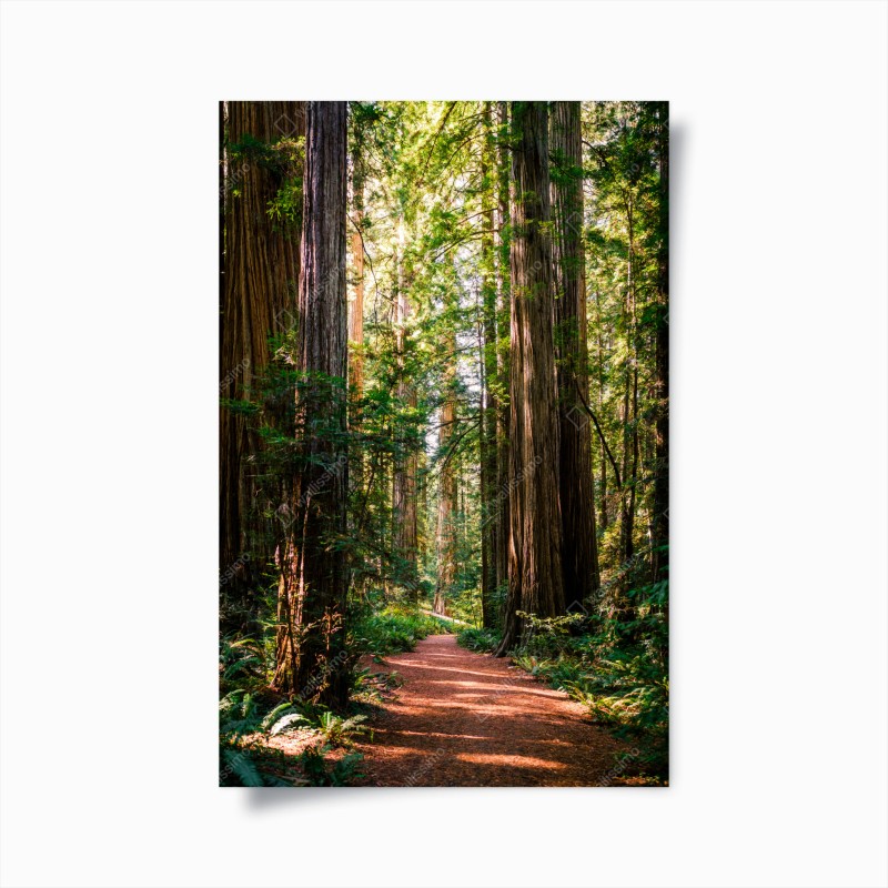 Wälder – Wallnifity®