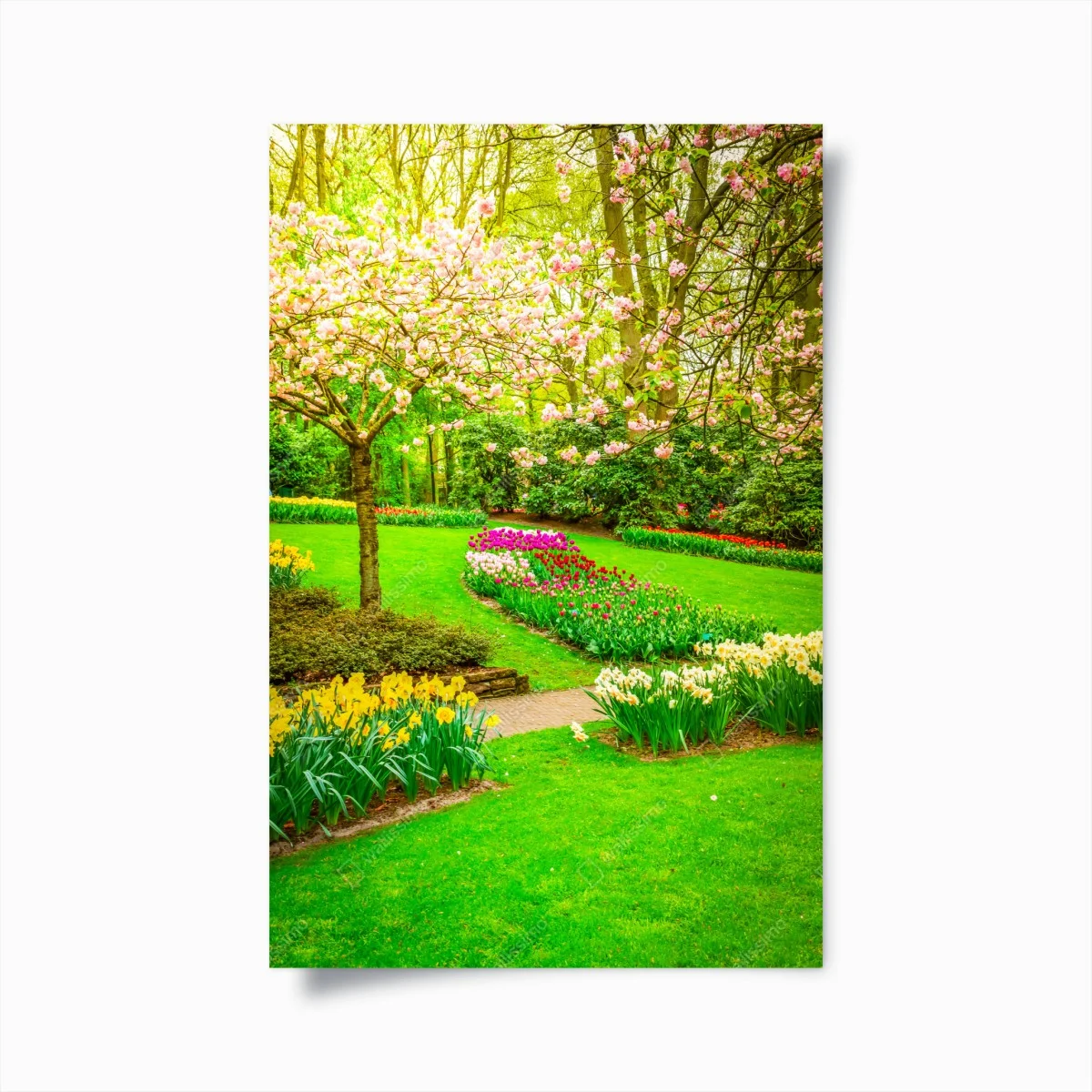 Poster frühlingsgarten in blüte: tulpen und kirschblüten – Wallnifity® Poster frühlingsgarten in blüte: tulpen und kirschblüten – Wallnifity®