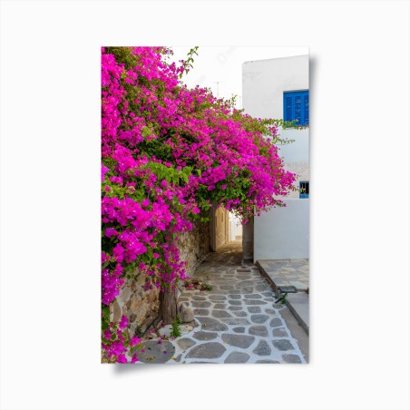Poster blühende bougainvillea in Naousa gasse – Wallnifity®