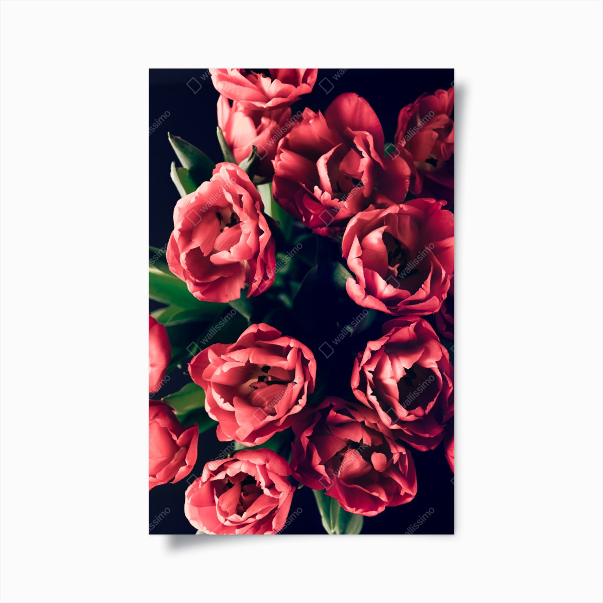 Poster stimmungsvolles rosa tulpenbukett – Wallnifity®