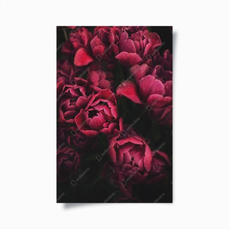 Poster tiefrote blüten mit wassertropfen – Wallnifity®