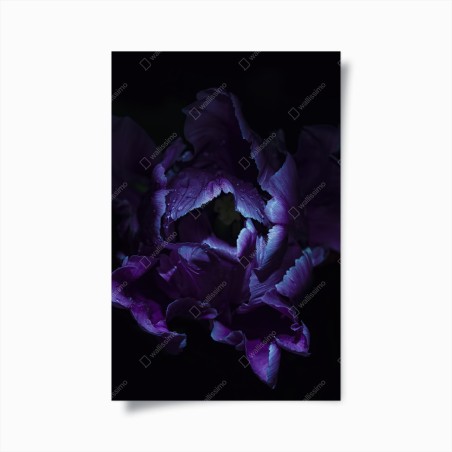 Poster lila tulpe im ultravioletten licht – Wallnifity®