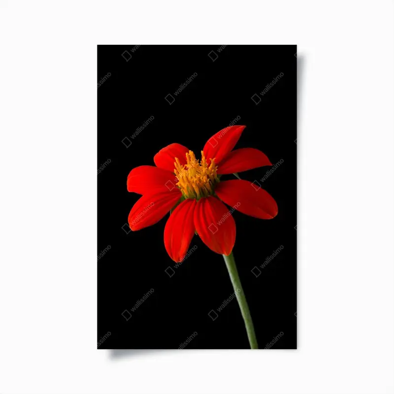 Poster leuchtende mexikanische sonnenblume auf schwarzem hintergrund