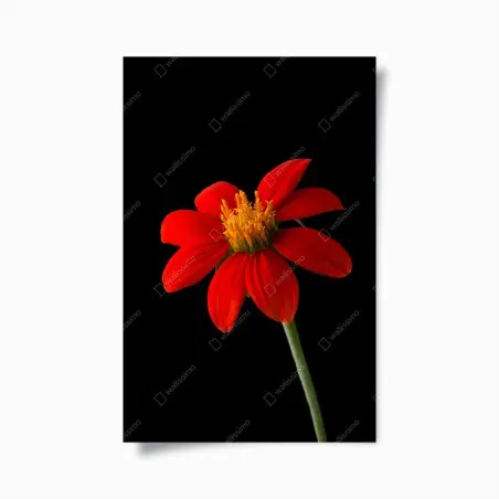 Poster leuchtende mexikanische sonnenblume auf schwarzem hintergrund – Wallnifity®
