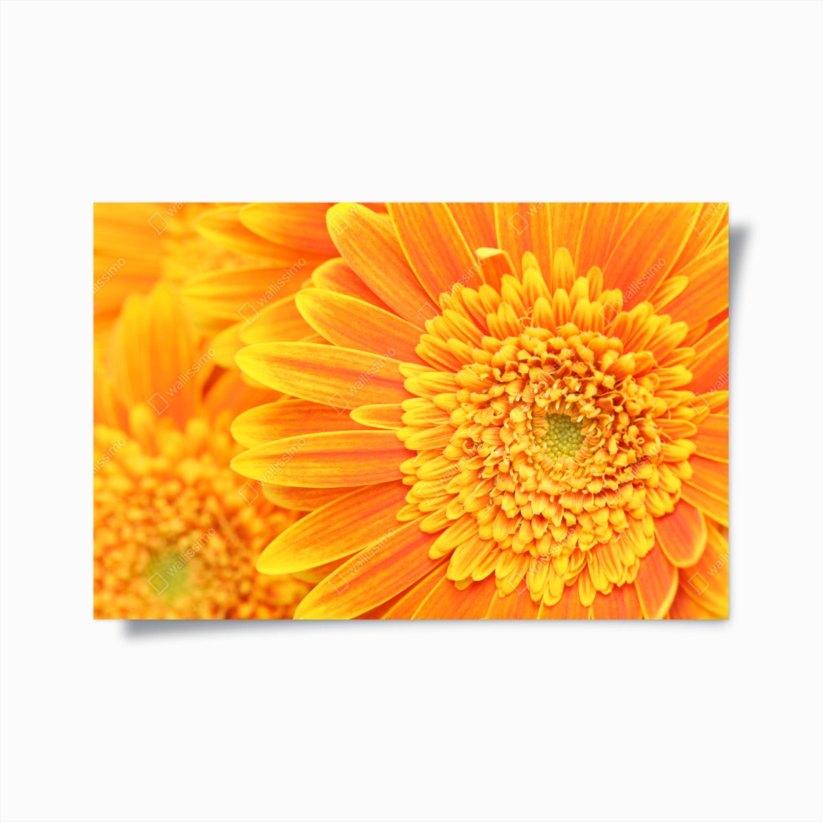 Poster leuchtende orange gerbera in makro – Wallnifity®