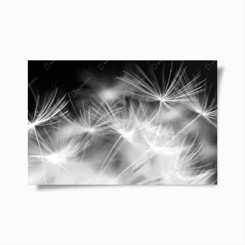 Poster zarte löwenzahnsamen in monochrom – Wallnifity® Poster zarte löwenzahnsamen in monochrom – Wallnifity®