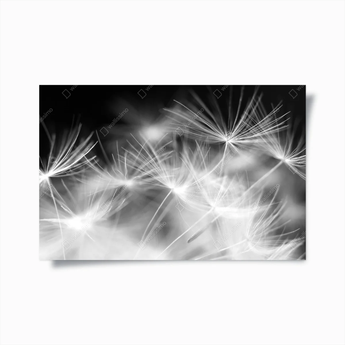 Poster zarte löwenzahnsamen in monochrom – Wallnifity® Poster zarte löwenzahnsamen in monochrom – Wallnifity®