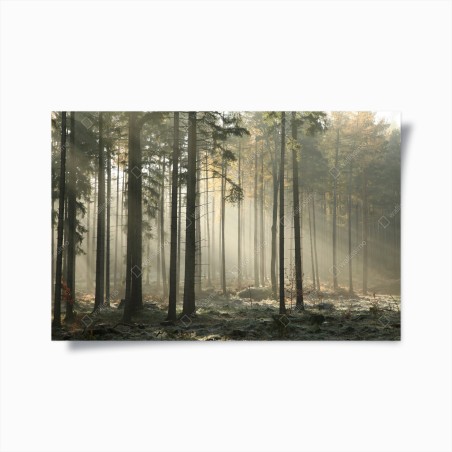 Poster nebliger morgenwald mit sonnenstrahlen – Wallnifity®