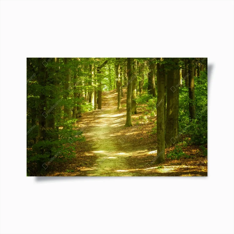 Poster sonniger waldpfad