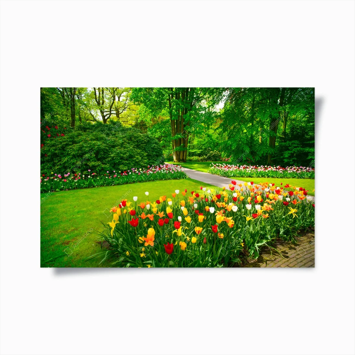Poster lebendiger tulpengarten in Keukenhof – Wallnifity® Poster lebendiger tulpengarten in Keukenhof – Wallnifity®
