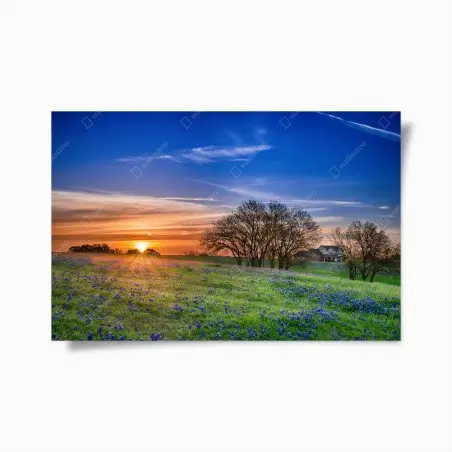 Poster Texas wiese mit bluebonnets im sonnenaufgang – Wallnifity®