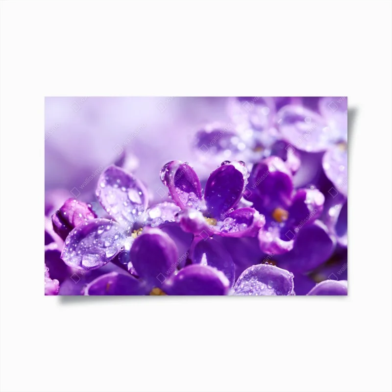 Poster lila fliederblüte mit tau