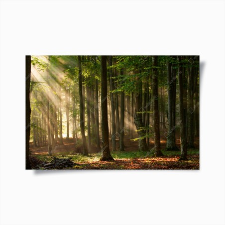 Poster morgendliches licht im buchenwald – Wallnifity®