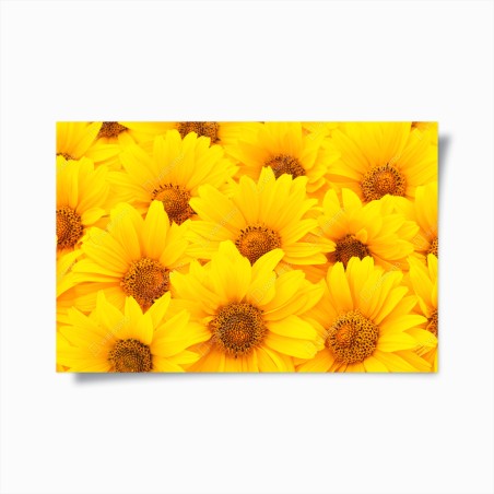 Poster leuchtende gelbe sonnenblumen in nahaufnahme – Wallnifity®