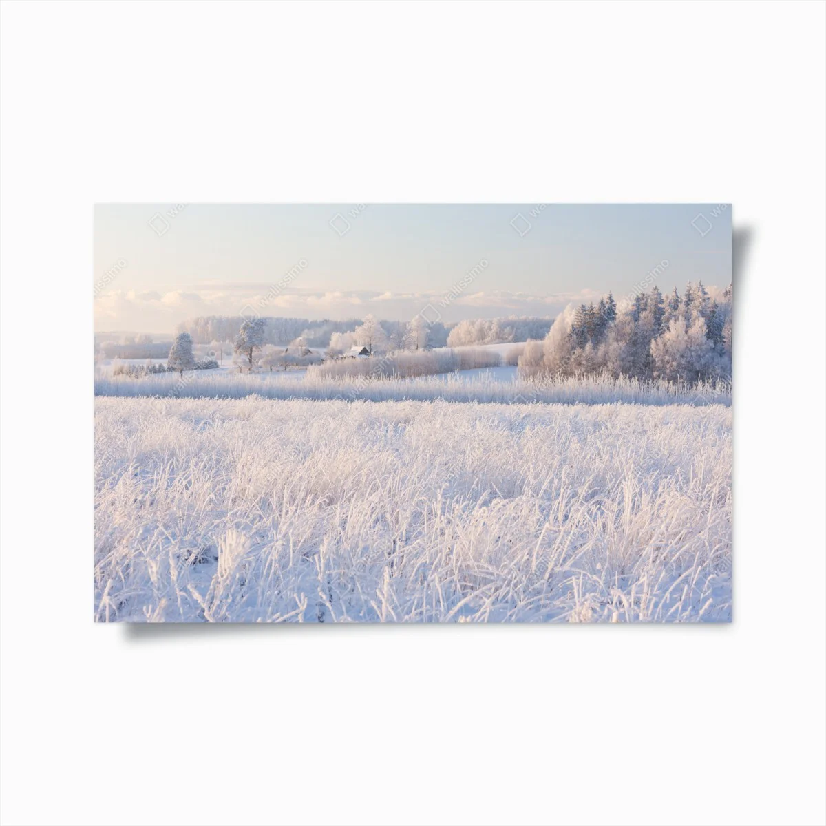 Poster wiese mit reif im morgenlicht – Wallnifity® Poster wiese mit reif im morgenlicht – Wallnifity®