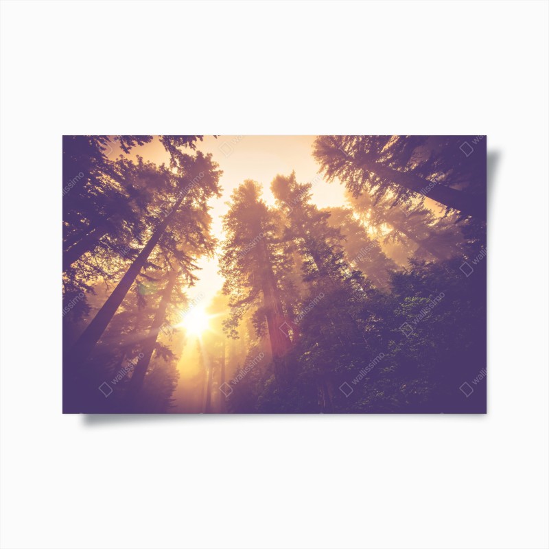 Wälder – Wallnifity®