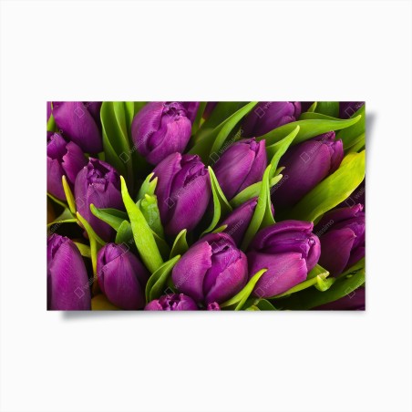 Poster lila tulpen im bukett – Wallnifity®