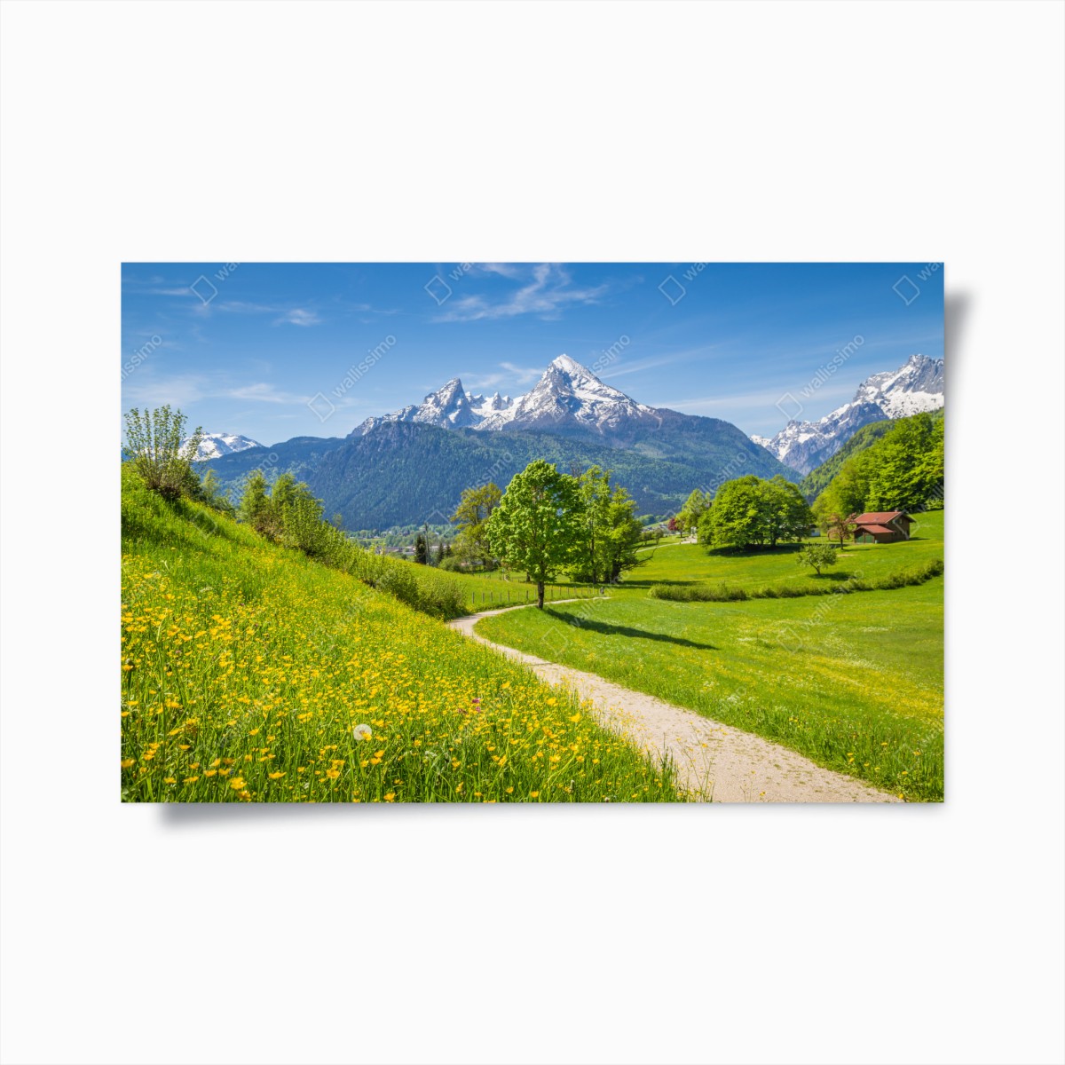 Poster alpine frühlingswiese mit schneebedeckten gipfeln – Wallnifity®