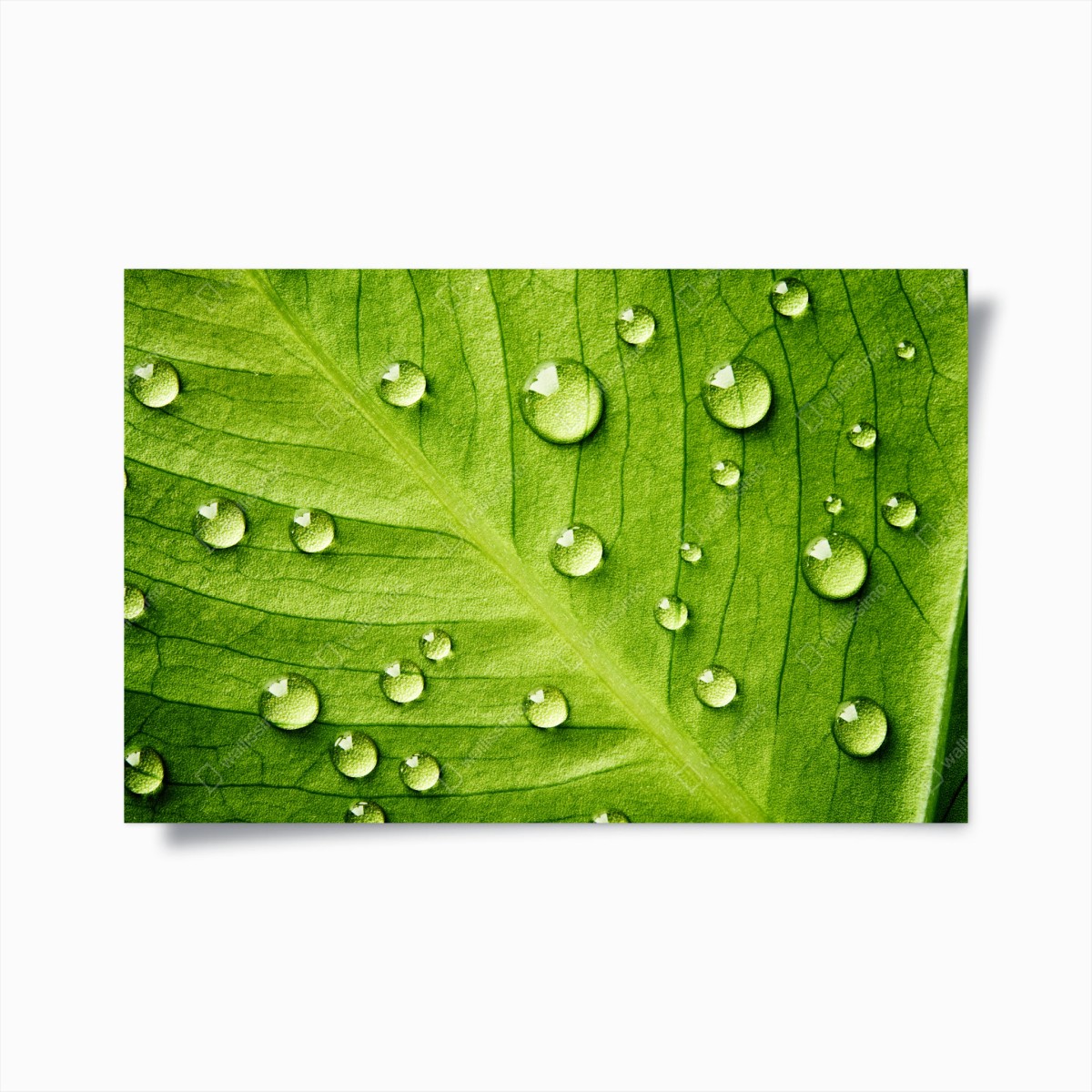 Poster frisches grünes blatt mit wassertropfen – Wallnifity®