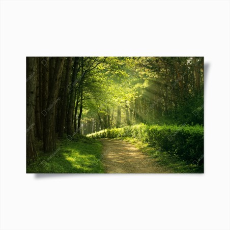 Poster sonnenbeschienener waldpfad im grünen – Wallnifity®
