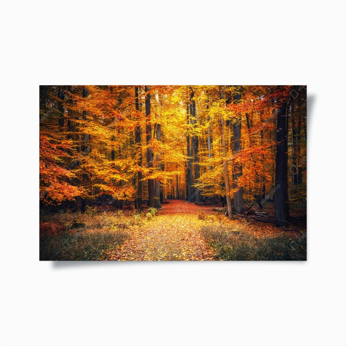 Poster herbstlicher waldpfad mit goldenen blättern – Wallnifity® Poster herbstlicher waldpfad mit goldenen blättern – Wallnifity®