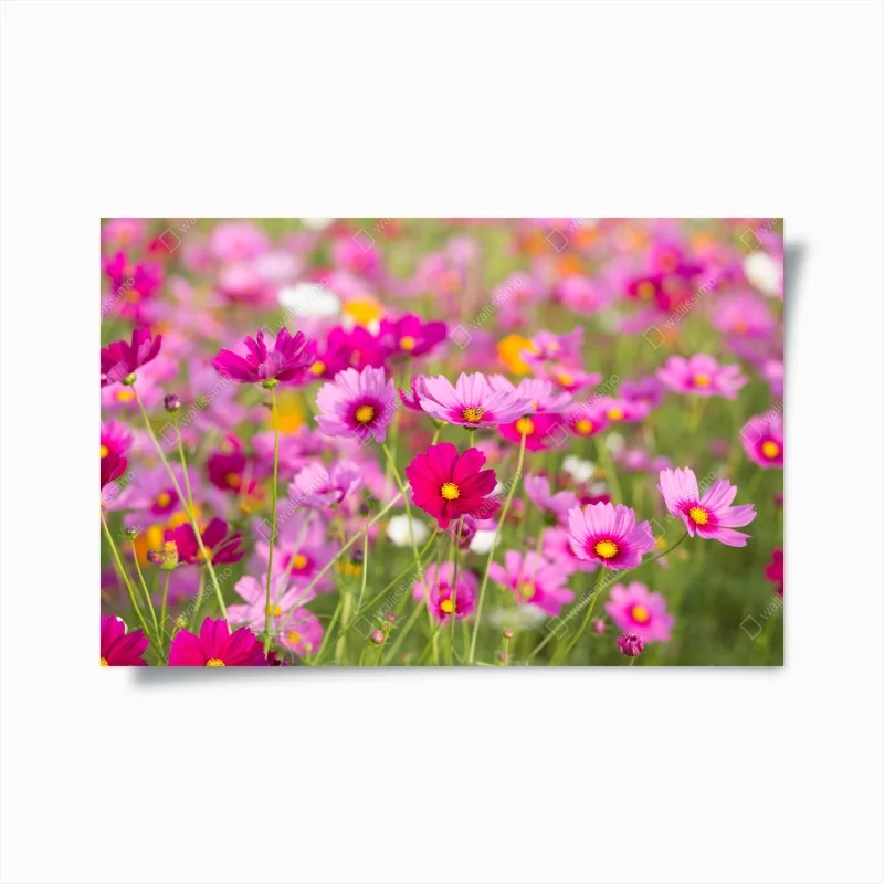 Poster rosa kosmeenwiese in blüte