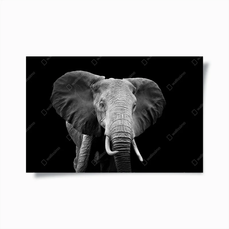 Tiere – Wallnifity®