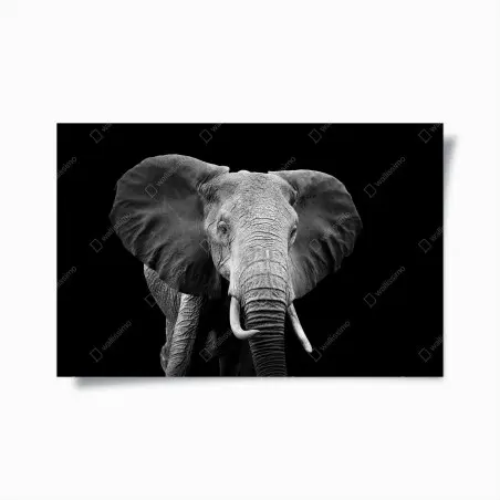 Poster majestätisches elefantenporträt in monochrom – Wallnifity®
