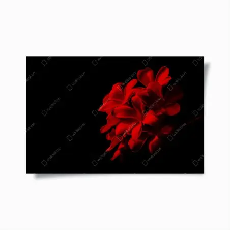 Poster rote plumeria auf schwarzem hintergrund – Wallnifity®