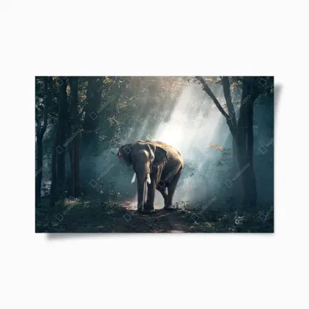 Poster majestätischer elefant im sonnenlichtdurchfluteten wald – Wallnifity®