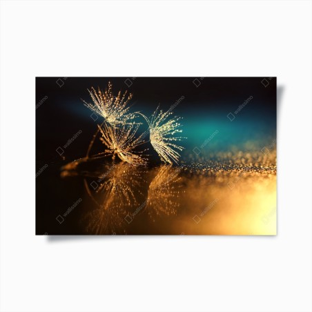 Poster goldene reflexion von löwenzahnsamen – Wallnifity®