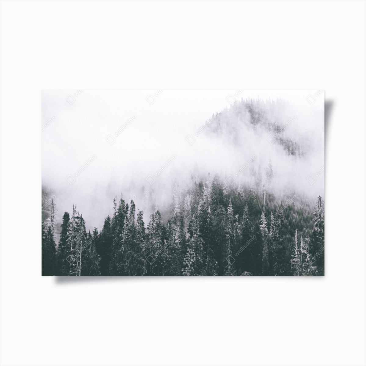 Poster nebliger immergrüner wald – Wallnifity®