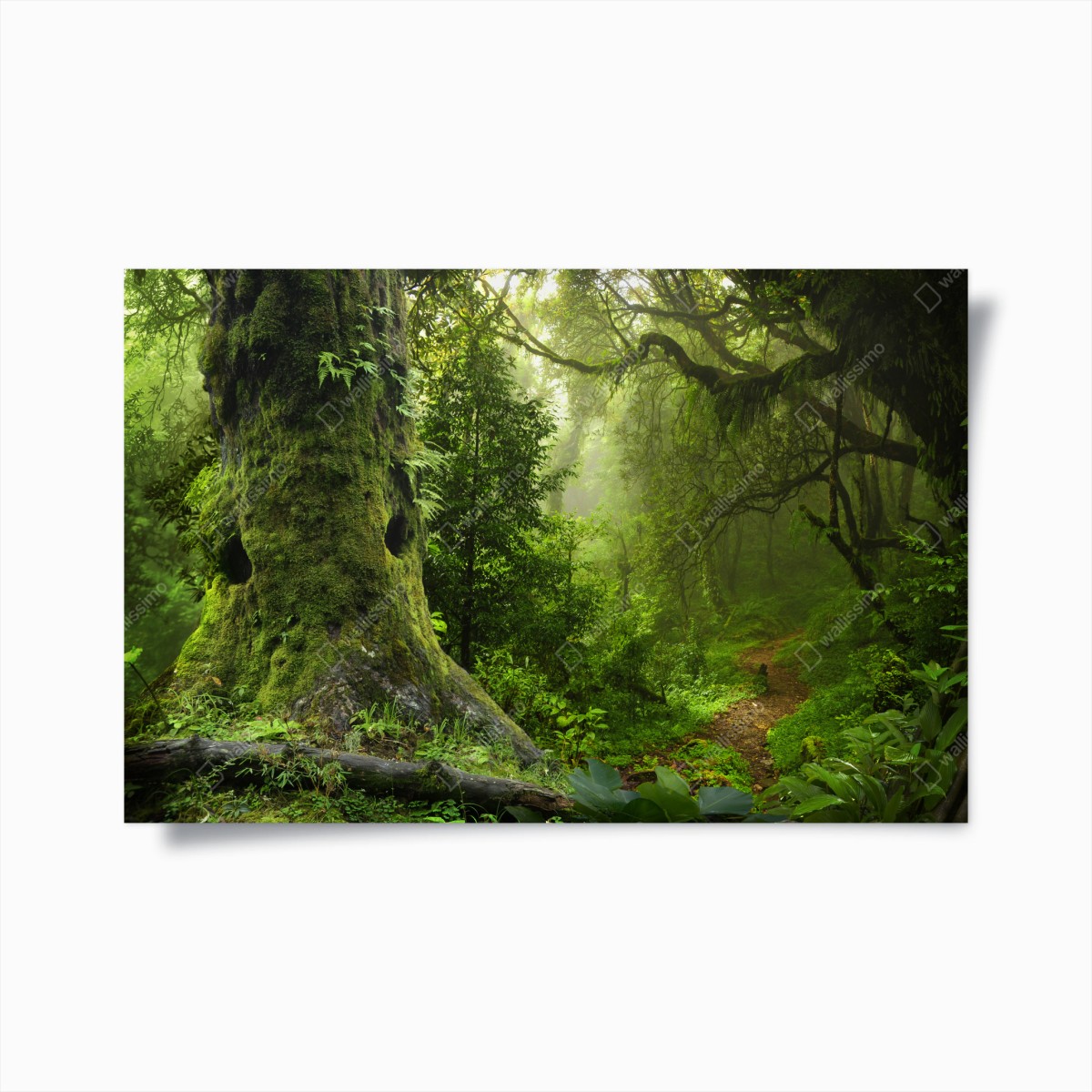 Poster moosiger alter waldpfad – Wallnifity®