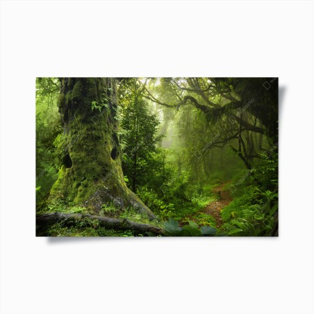 Poster moosiger alter waldpfad – Wallnifity®