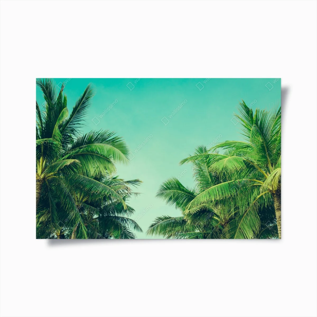 Poster tropisches palmendach unter türkisfarbenem himmel – Wallnifity® Poster tropisches palmendach unter türkisfarbenem himmel – Wallnifity®
