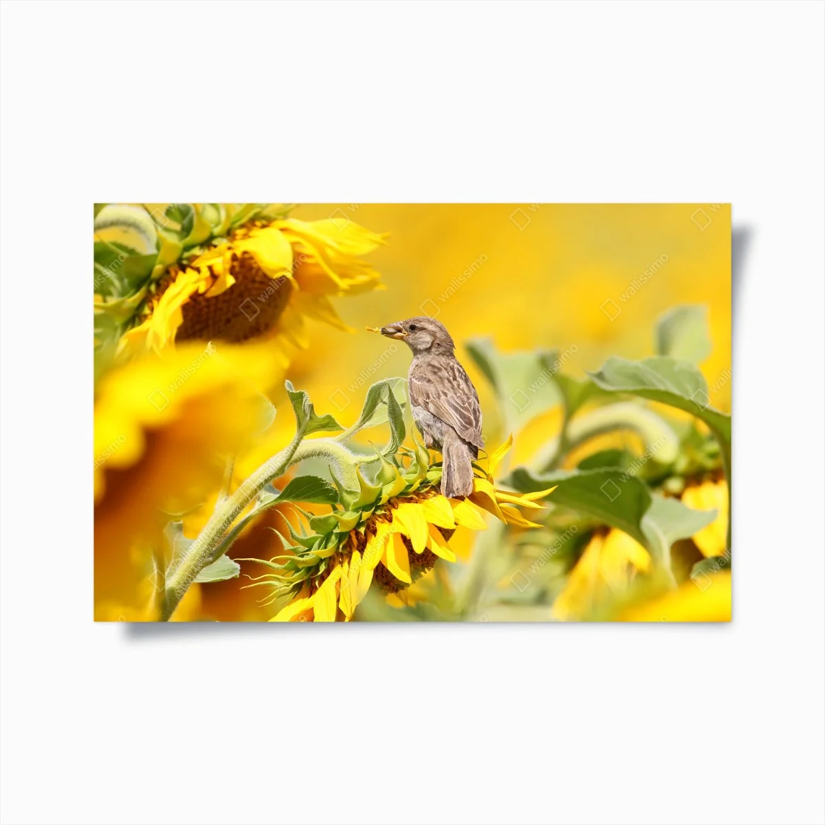 Poster spatz auf einer sonnenblume – Wallnifity® Poster spatz auf einer sonnenblume – Wallnifity®