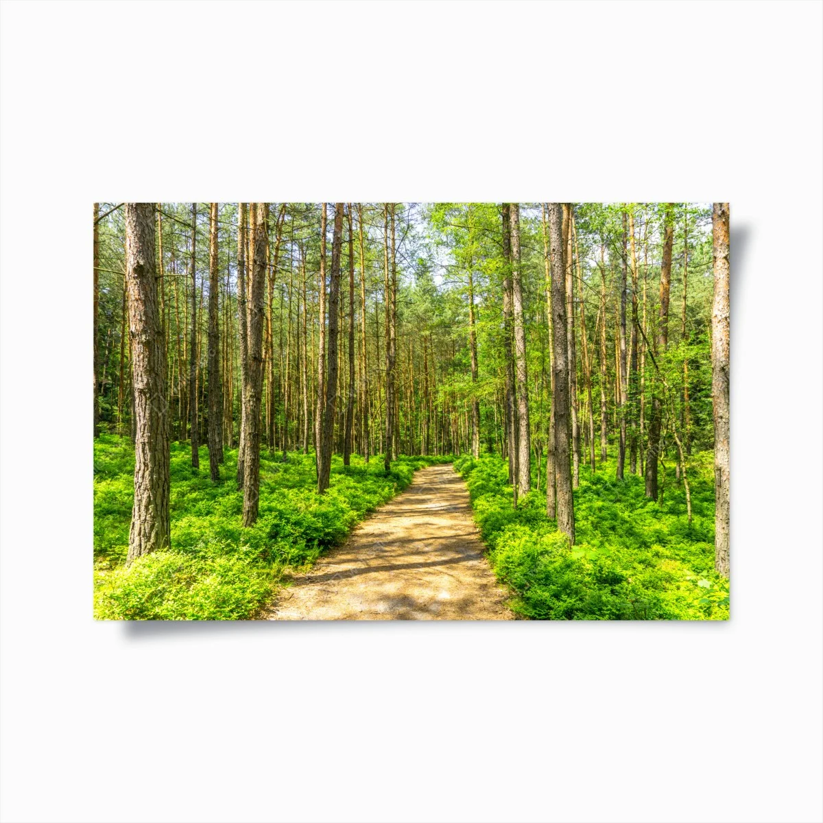 Poster sonniger waldweg zwischen kiefern – Wallnifity® Poster sonniger waldweg zwischen kiefern – Wallnifity®