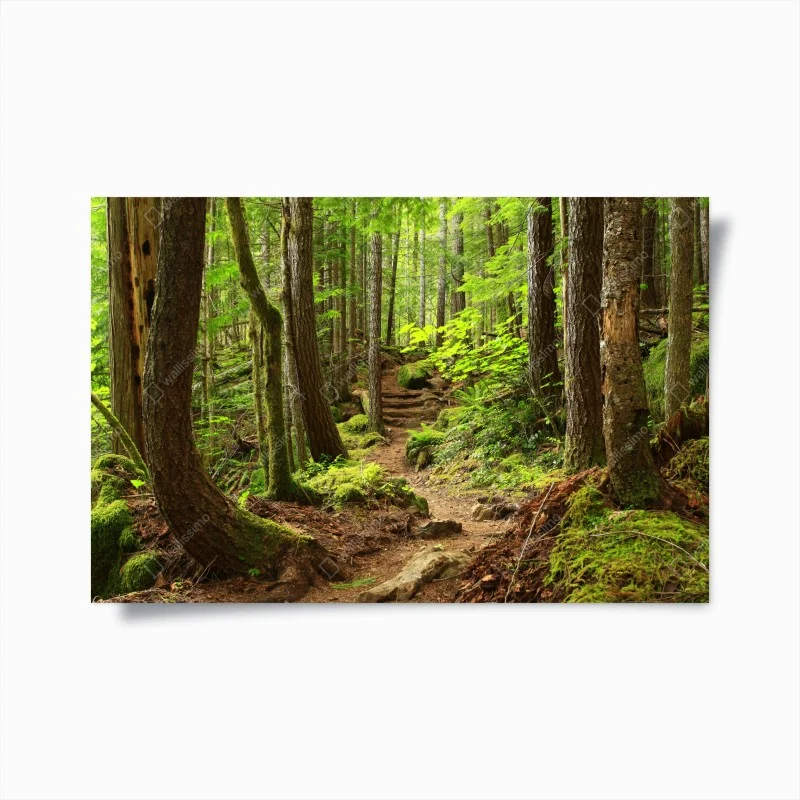 Poster moosiger waldpfad