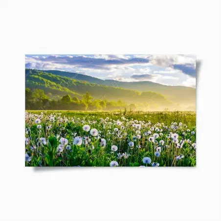 Poster neblige löwenzahnwiese im sonnenaufgang – Wallnifity®