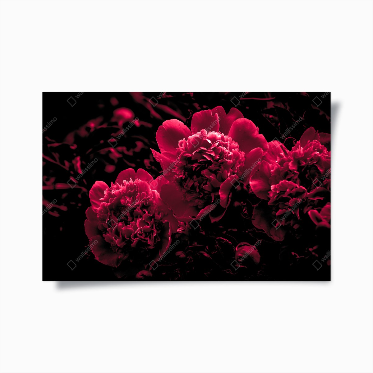 Poster stimmungsvolle rosa pfingstrosen – Wallnifity®