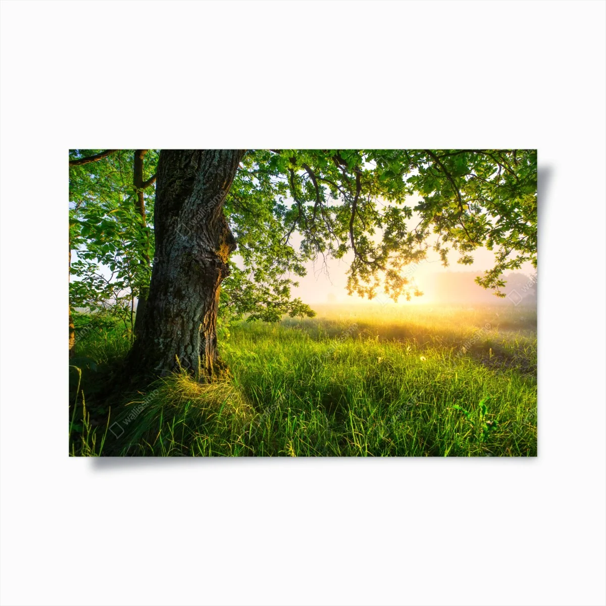 Poster morgendliche eiche auf sonnenbeschienener wiese – Wallnifity® Poster morgendliche eiche auf sonnenbeschienener wiese – Wallnifity®