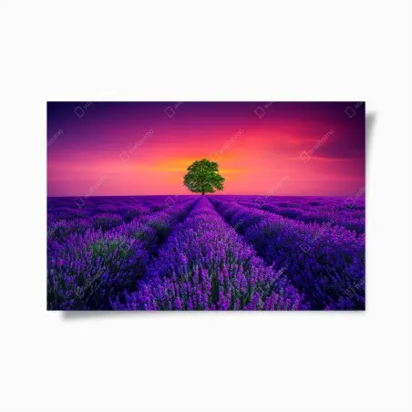 Poster lavendelfeld bei sonnenuntergang mit einsamem baum – Wallnifity®