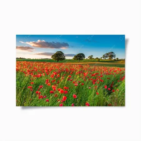 Poster rotes mohnfeld bei Corbridge – Wallnifity®