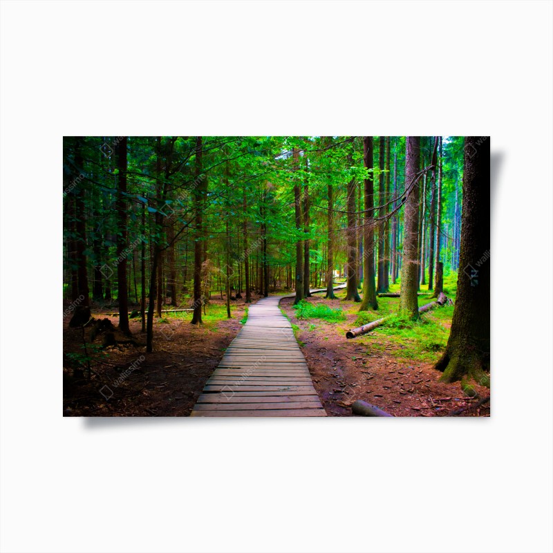 Wälder – Wallnifity®