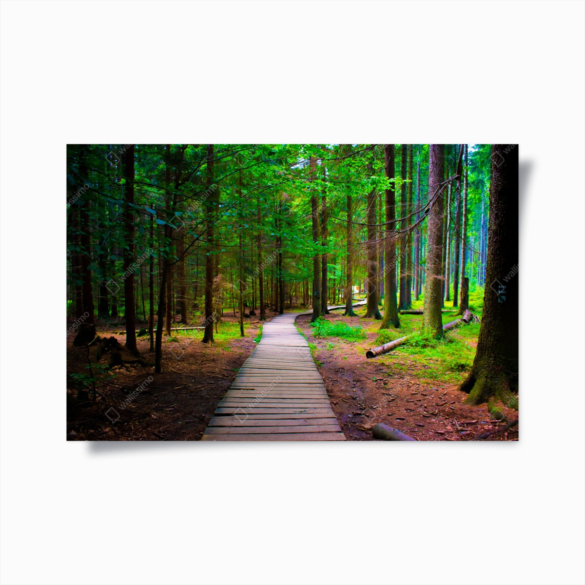 Poster ruhiger waldsteg im grünen – Wallnifity®