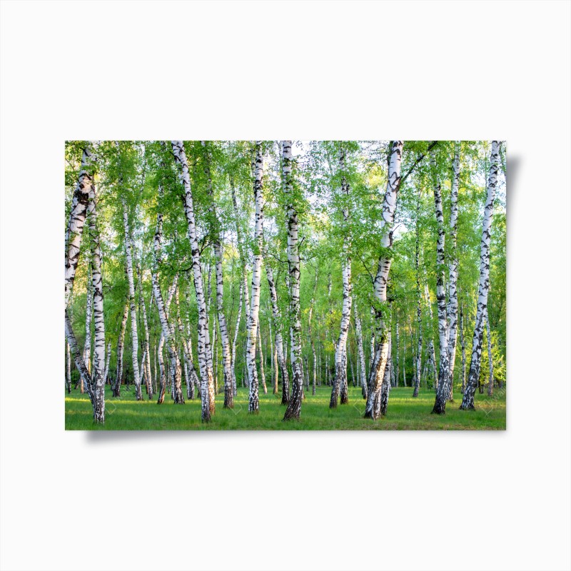 Wälder – Wallnifity®