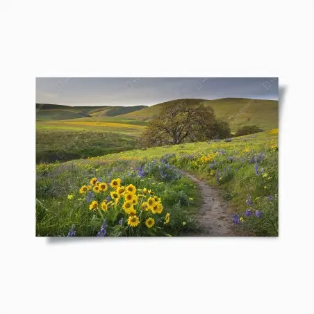 Poster pfad durch blumenwiese mit eichenbaum – Wallnifity®