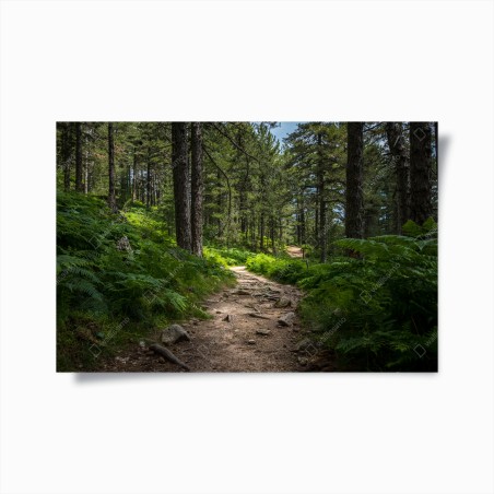 Poster ruhiger waldpfad durch üppiges grün – Wallnifity®