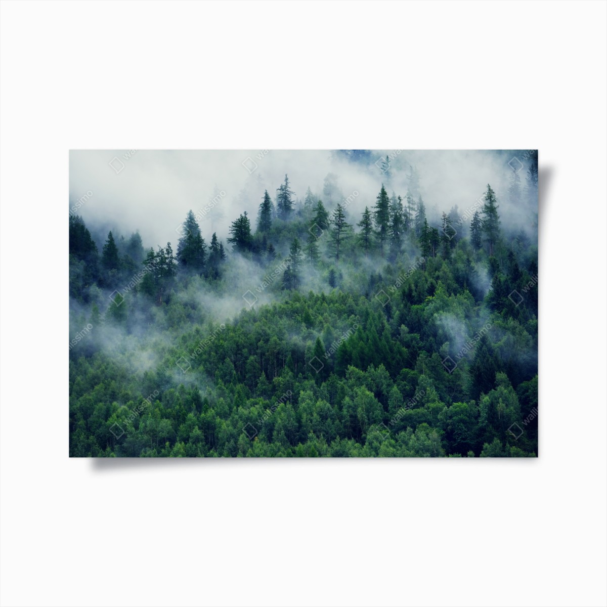 Poster nebliger grüner wald – Wallnifity®