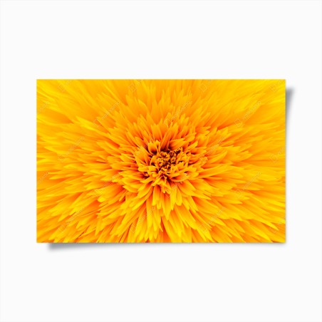 Poster strahlende sonnenblume nahaufnahme – Wallnifity®
